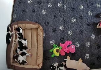 Englische Springer Spaniel Welpen mit PP FCI - 11