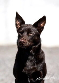 Australian Kelpie w Pedigree - 11
