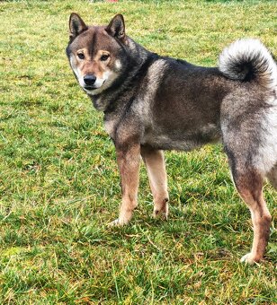 Shiba inu Welpen - 11