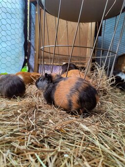 Meerschweinchenbabys zu verkaufen - 11