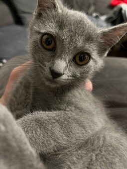 BKH katzen 2 Männchen und 2 Weibchen - 11