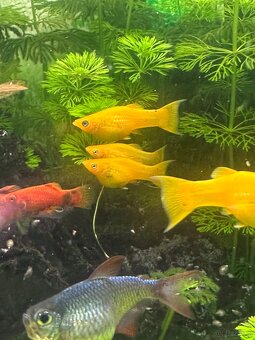 Mollys, Platys und noch mehr zum verkaufen 🐟 - 11