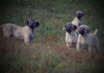 Kangal - 11
