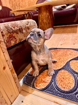 Französischen Bulldoggen Welpen - 11