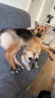 Hund - 11