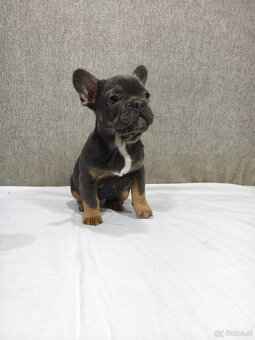 Französischen Bulldog - 11