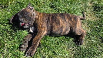 Cane corso mit Stammbaum - 11