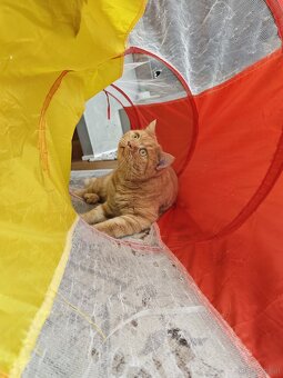 Britisch Kurzhaar Katzen - 11