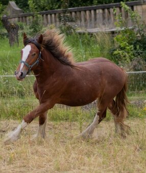 Drum horse hengst - 11