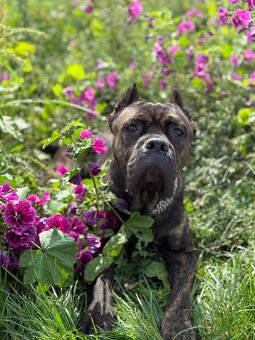 Wurfankündigung Malinois x Cane Corso - 11