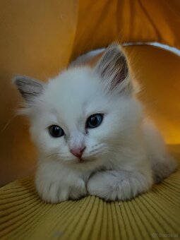 Edelmix Ragdoll Heilige Birma Kitten - 11