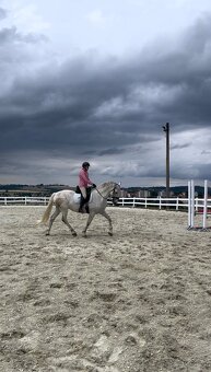 Kladruber horse - 11