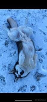 Sibirischer Husky Rüde zu vergeben - 11