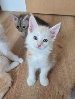 Wunderschöne Maine Coon Kitten zu vergeben - 11