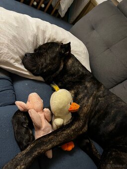 Welpen Malinois x Cane Corso - 11