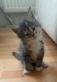 Maincoon - 11