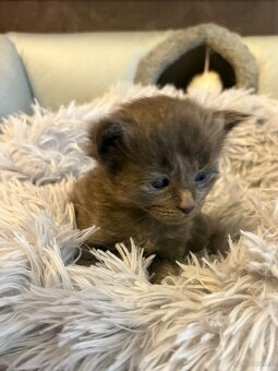 Maine Coon Kitten - 11