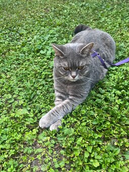 Britischmix Katze - 11