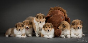 Collie Langhaar Welpen (FCI Stammbaum) - 11