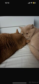 2 liebevolle Katzen suchen ein neues Zuhause 🐾 - 11