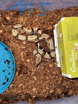 Boa constrictor Constrictor surinam - 11