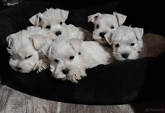 Schnauzer miniatúrne white - 11
