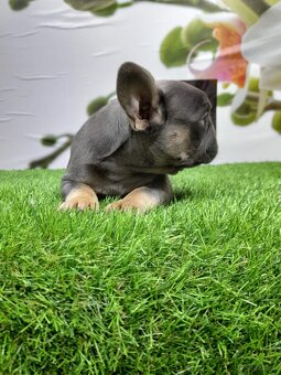 Französische Bulldoggen - 11