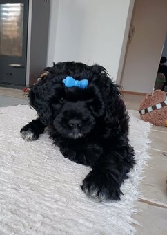 Wunderschöne Welpen -  Portugiesischer Wasserhund - 11