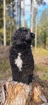 Portugiesischer Wasserhund- Welpen Abgabe Ende September - 11