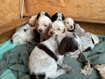 Spinone italiano - 11