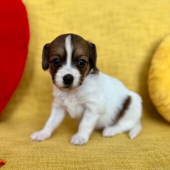 Kooikerhondje Welpen - 11