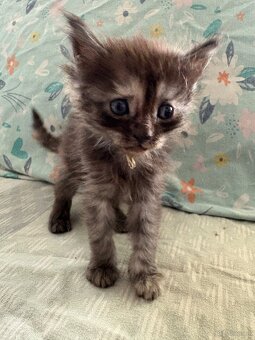 Maine Coon Kitten - 11