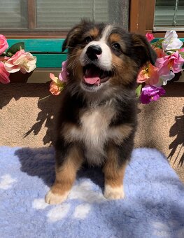 Australian shepherd - 11