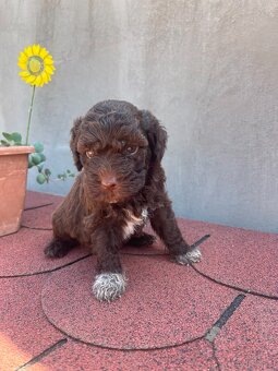 LAGOTTO ROMAGNOLO 🐶 - 11
