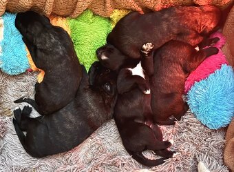 Irischer Wolfshund - Welpen zu verkaufen - 11