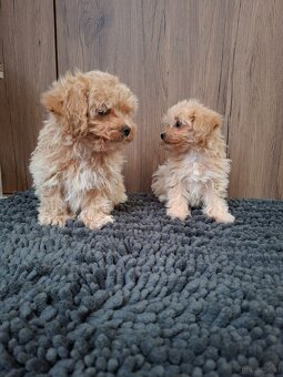 Maltipoo mini - 11