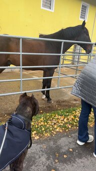 Malinois x Cane Corso Welpen - 11