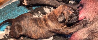 Cane corso mit Stammbaum - 11