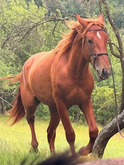Lusitano Hengst PSL - 11