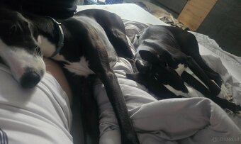 Whippet Welpen mit Papieren - 11