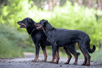 Beauceron-Welpen - 11