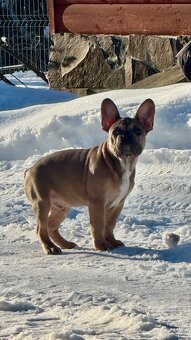 Französischen Bulldoggen Welpen mit Stammbaum - 11