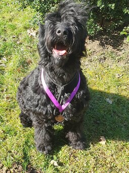 Schwarzer Russischer Terrier – liebevoll aufgezogene Welpen - 11