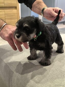 Zwergschnauzer Schwarz-Silber - 11