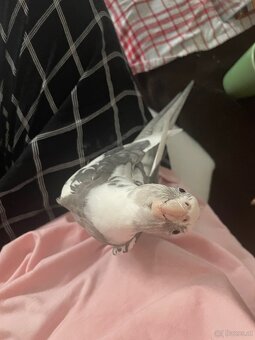 3 Vögel/Nymphensittiche + Käfig inkl. Zubehör - 11