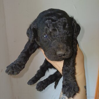 Goldendoodle - 11