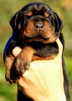 Doberman puppies zum werkaufen - 11