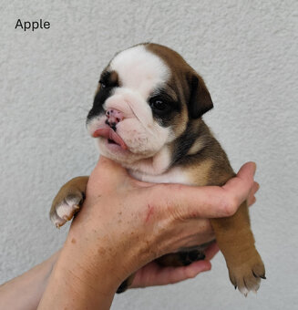 Englische Bulldoggenwelpen mit PP - 11