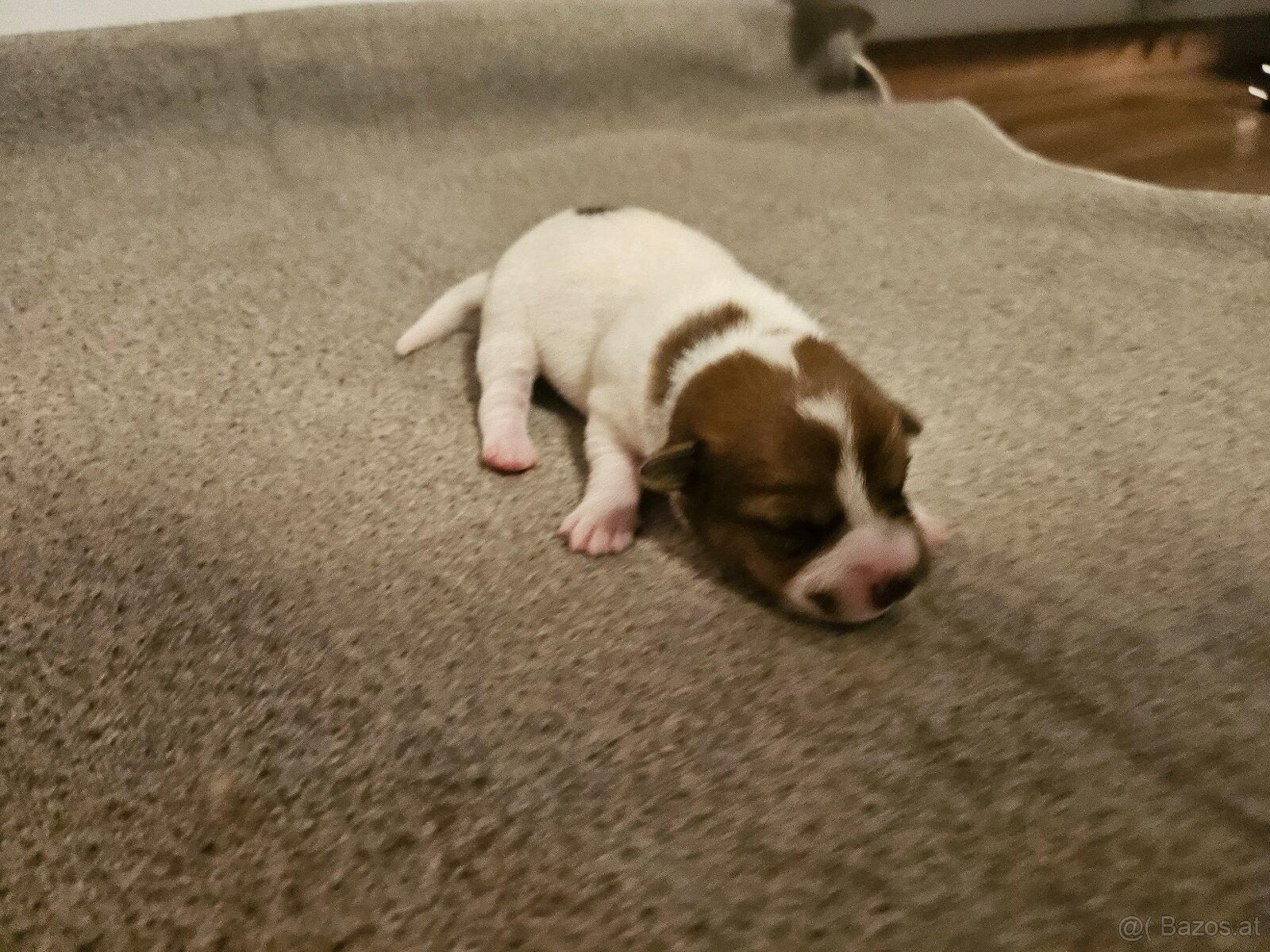 Jack Russell Terrier Welpen gew.13.04.2026 - 12