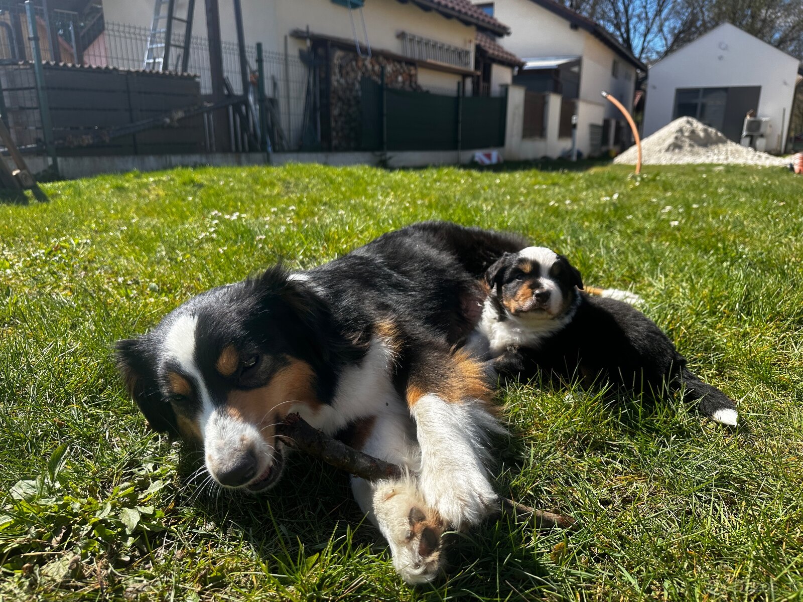 Miniature American Shepherd FCI - 12